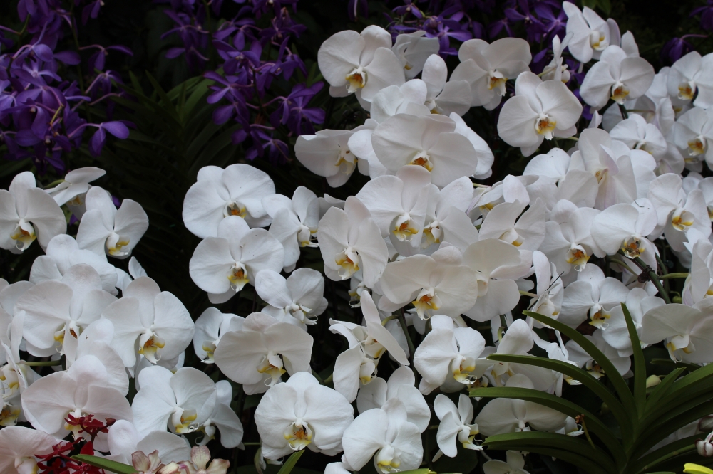 White flowers, Very very attractive