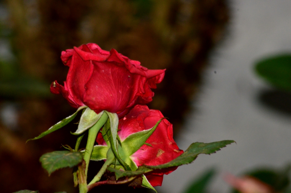 Rose Flower , Flowers, Flower, rose flower, natural, wallpaper, Macro photography, Macro, Close up, 