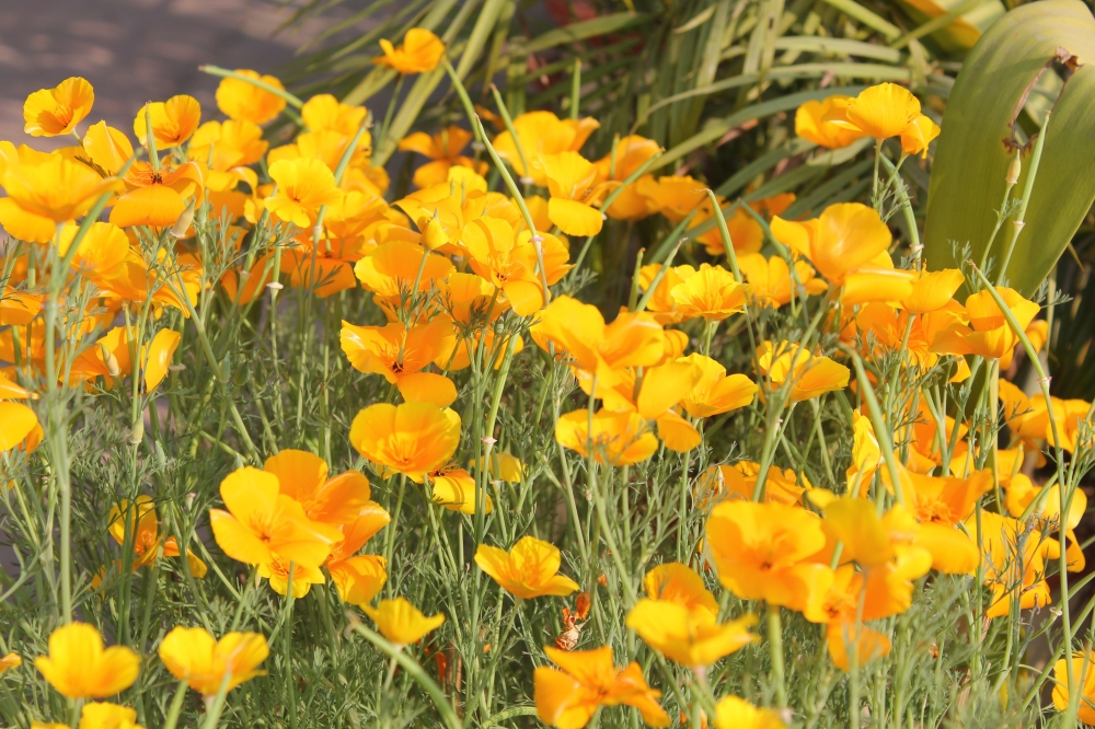 Cluster of orange flowers can be used as wall paper, yellow, flowers, park, wallpaper, group of flowers