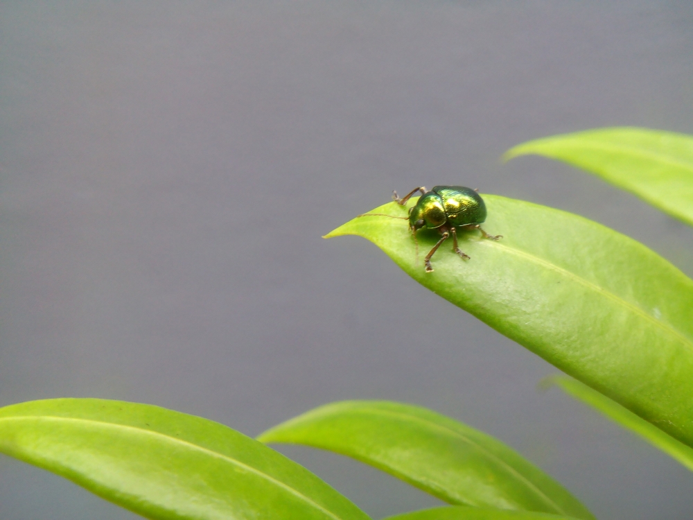 insect on leaf  , insect on leaf, insect, leaf, green, 