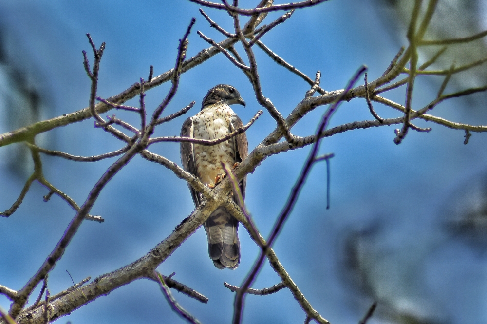 Crested honey buzard , #nature #photography #love #instagood #photooftheday #travel #sky #beautiful #art #naturephotography #like #landscape #sunset #photo #picoftheday #instagram #sun #beach #life #winter #sea #fun #cute #clouds #happy #naturelovers #summer wildlife habitat HD wallpaper beautiful waterfall view Bird forest bastar jagdalpur Chhattisgarh India Raipur CG Forest Hills Wildlife 