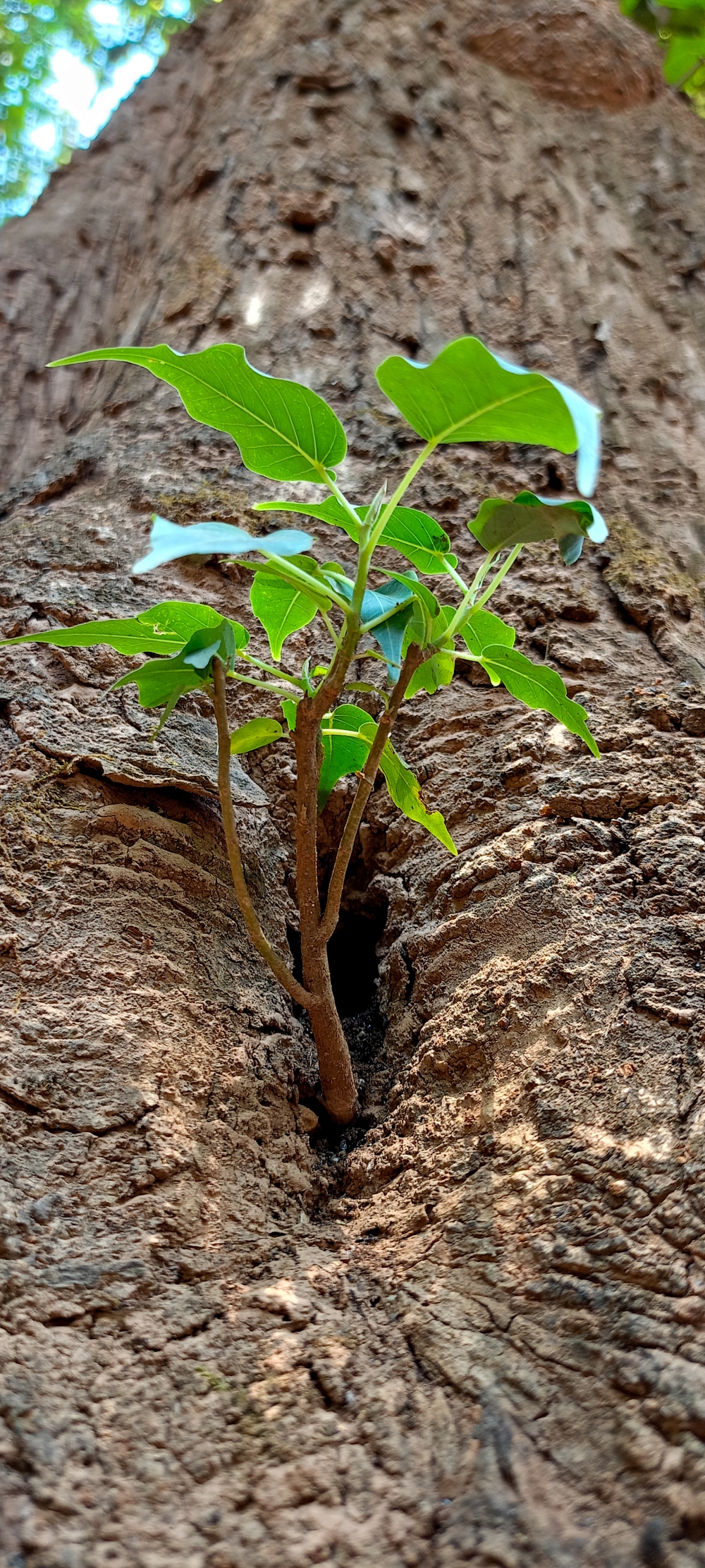 peepal plant , peepal plant , Nature background wallpaper hdclicks fullHD landscape limestonecaves wild bastar chhatishgarh kangervalleynationalpark kvnp, morningrays nature forest jungle munnabaghelphotography kvnp nationalpark bastar kangervalleynationalpark jagdalpur explore landscape gochhatishgarh bastarpicture photooftheday tree green wild Hill, summer tirathgarh waterfall waterfalls indianwaterfall  nationalpark kangervalleynationalpark Raipur CG forest HD wallpaper view kangervalley tirathgarh waterfall waterfalls jungle Bastar Chhattisgarh photosoftheday photo gallery wallpaper view kangervalley instapicture instagood viralpic, #nature #photography #love #instagood #photooftheday #travel #sky #beautiful #art #naturephotography #like #landscape #sunset #photo #picoftheday #instagram #sun #beach #life #winter #sea #fun #cute #clouds #happy #naturelovers #summer #bhfyp, 