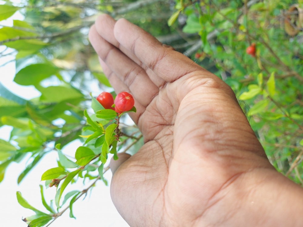 Pomegranate bud is placed in hand., Pomegranate, Pomegranate plant, hand,flower,Pomegranate bud,