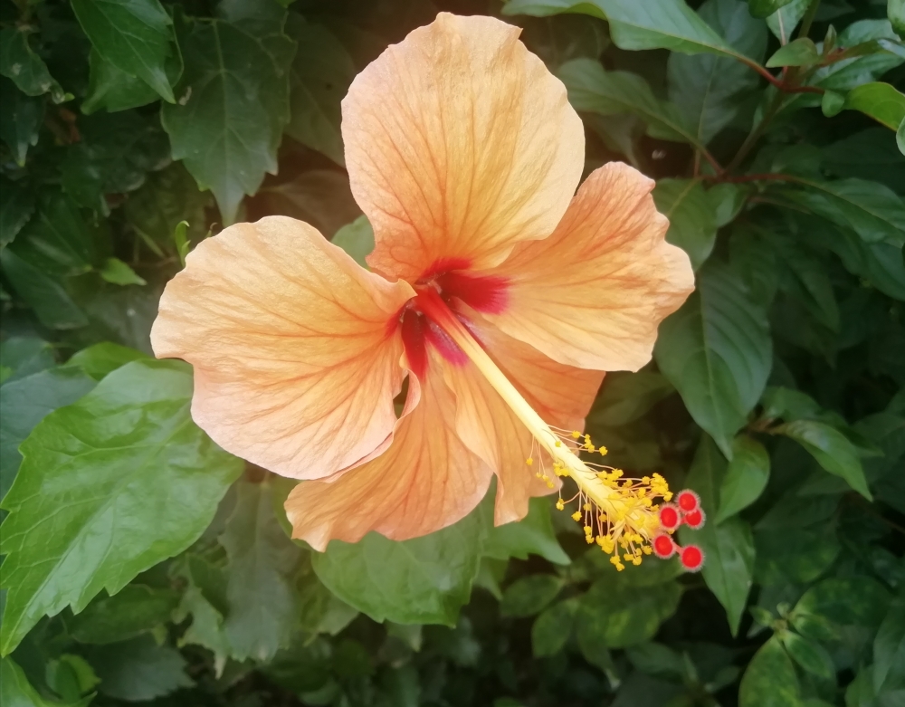 Hibiscus, Stretched out