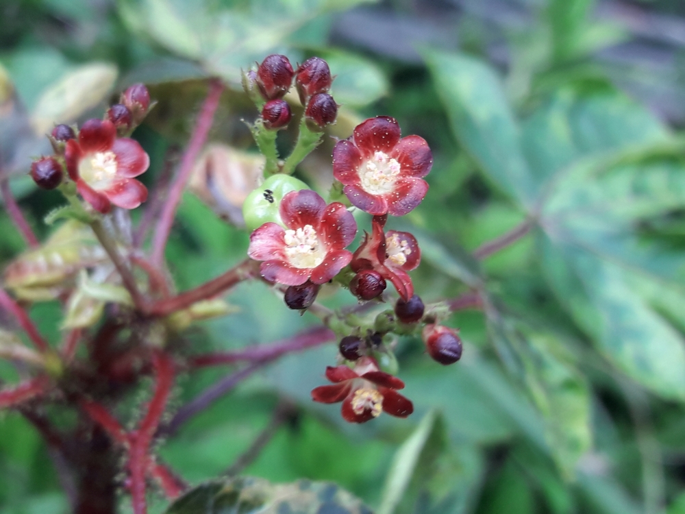 FLOWER , Flowers Nature mansoon, 