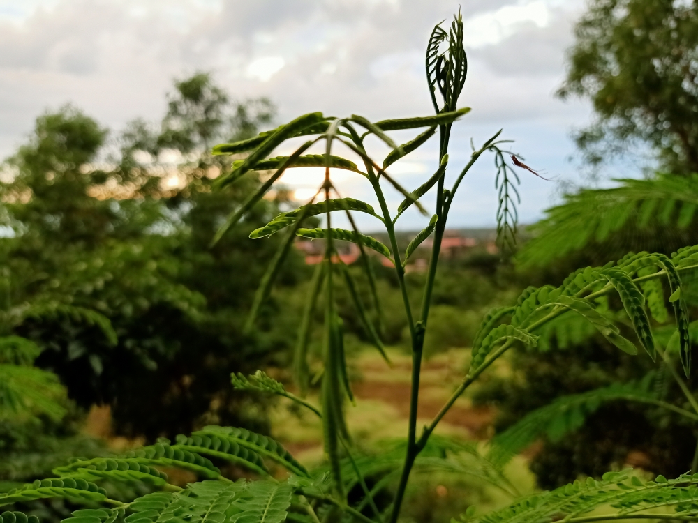 Tree, mountain, nature, mist, green, Trees, 