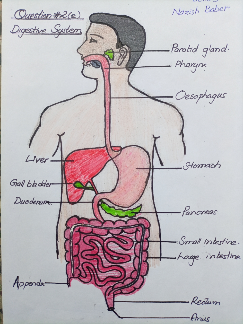 Digestive System , digestive system 