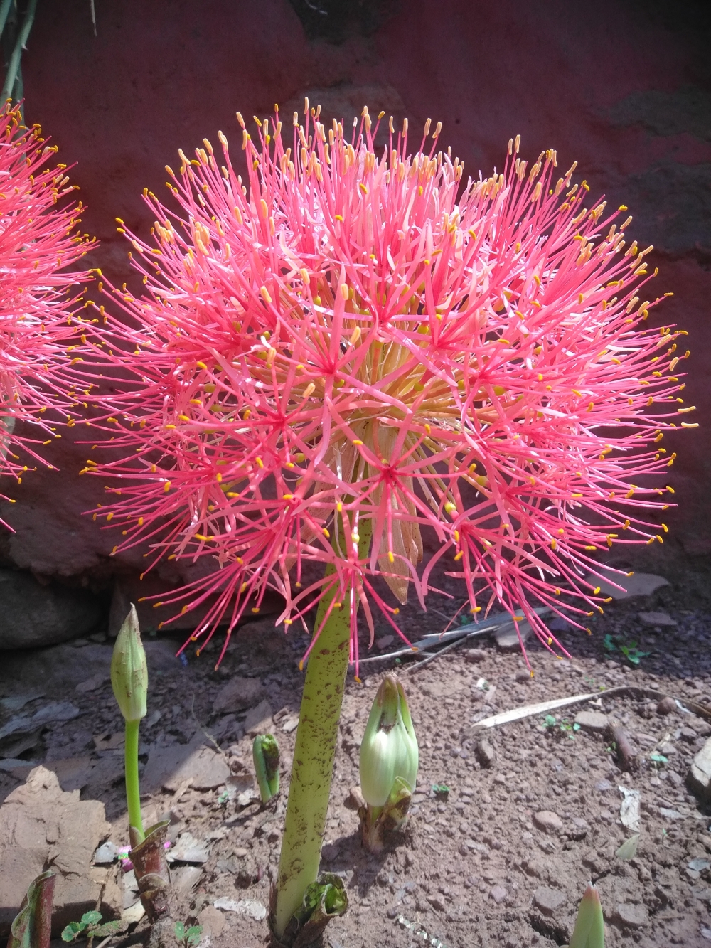 Flowers , #Nature #background #wallpaper #hdclicks #fullHD#wildflower 
