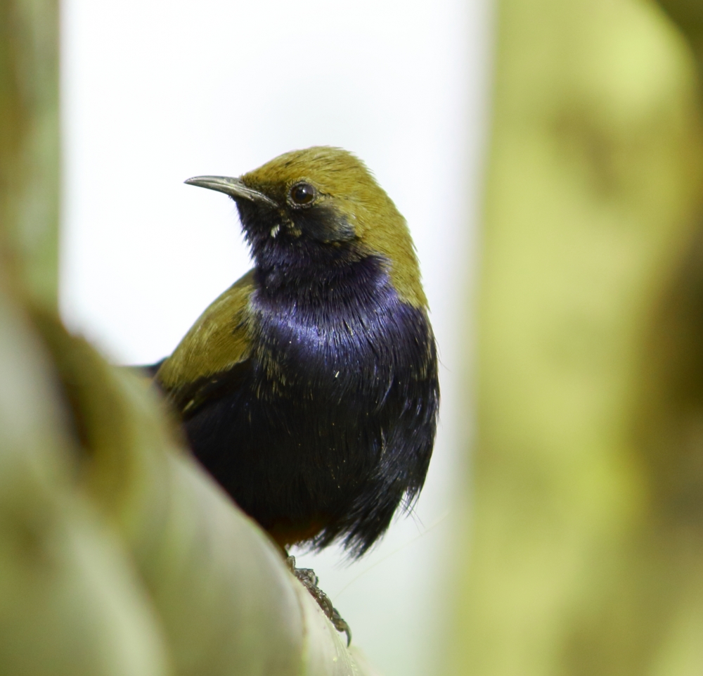 wild sparrow , WILD, SPARROW, NATURE, BIRD, FLY, BLUE, JUNGLE, Jungle flower, 