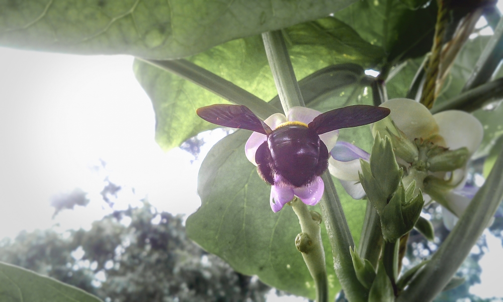 Beetle, Beetle,insect,animal,black beetles,beetles,leaf