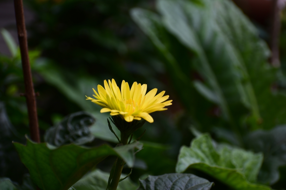 flower, glamour, Fashion, Flowers show, snow, Nature ,background ,wallpaper ,hd clicks ,full HD, fksayyad @f.k.sayyad, 