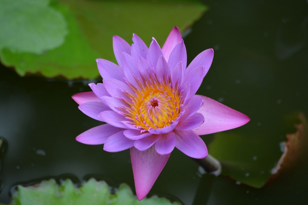 Water Lily, Flower, 