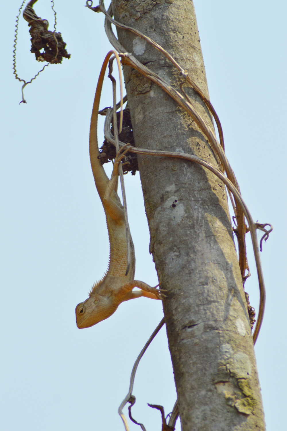garden lizard , gardenlizard wildlife tree Indianlizard Bastar 