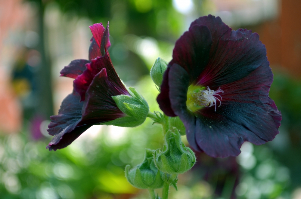 flower, Flowers, 