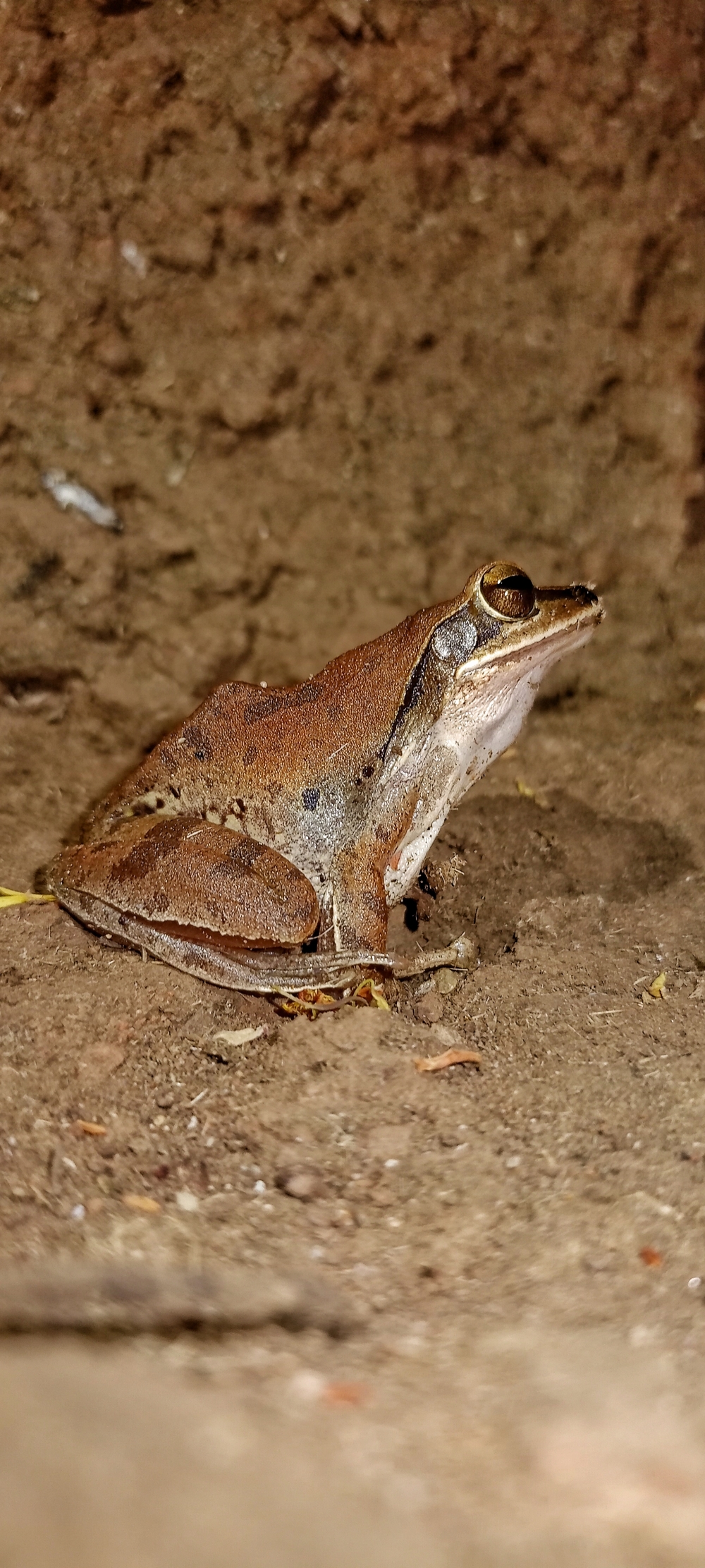 Frogs , chameleon wildlife HD wallpaper background picture wild animals Nature Photography, morningrays nature forest jungle munnabaghelphotography kvnp nationalpark bastar kangervalleynationalpark jagdalpur explore landscape gochhatishgarh bastarpicture photooftheday tree green wild Hill, 