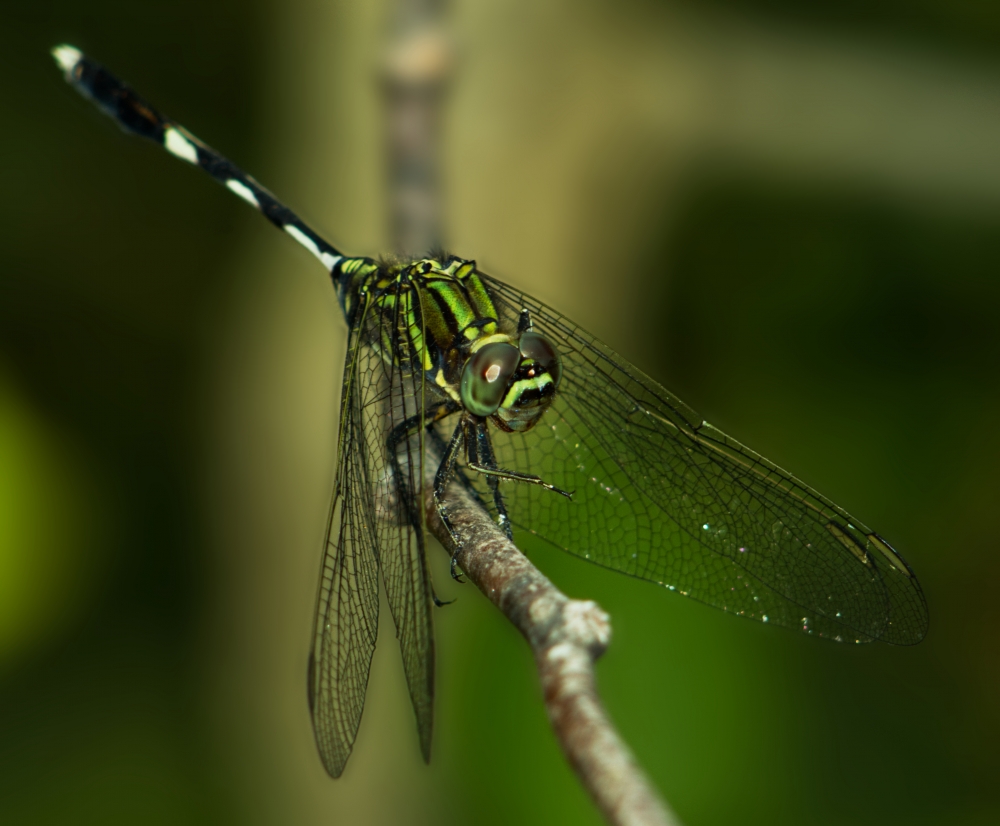 Dragonfly closeup, Nature, dragonfly, insect, Invertebrate, Green, Green Field, blurred background, branch, macro, Macro photography, #nature #photography #love #instagood #photooftheday #travel #sky #beautiful #art #naturephotography #like #landscape #sunset #photo #picoftheday #instagram #sun #beach #life #winter #sea #fun #cute #clouds #happy #naturelovers #summer #bhfyp, 