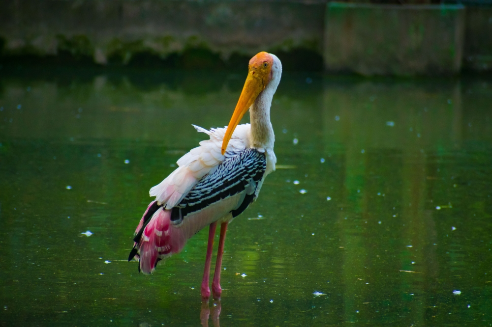 Looking for food, Bird in India ,West Bengal , Kolkata #Alipoor zoo