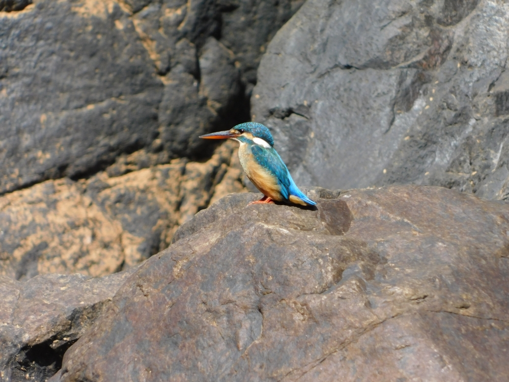 Kingfisher , Umesh Singh photography 