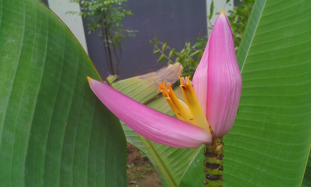 benana flower , banana flower ,flower,