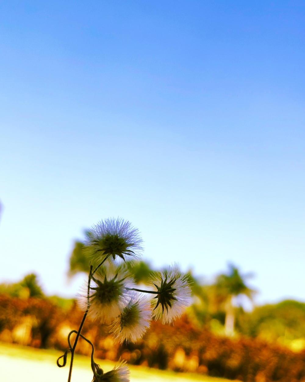 Beauty of flowers and sky, #flower #rose #natural #beautiful #water_drop  #mobile_photography, 