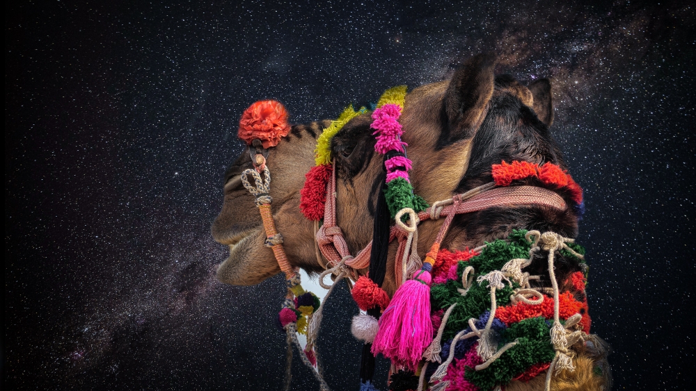 The camel and the milky way, animals, photooftheday, ameteur photography, night photography, landscape, vintage, baground, photoframe, travel, night photography, landscape, darama, moody, landscapephotography, canon, 