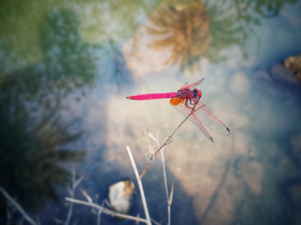 Dragonfly , #dragonfly #photograph #macroshoot, 