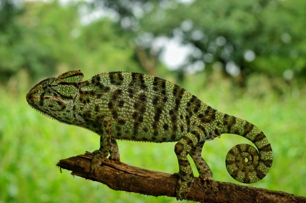 Chameleon, chameleon wildlife HD wallpaper background picture wild animals Nature Photography