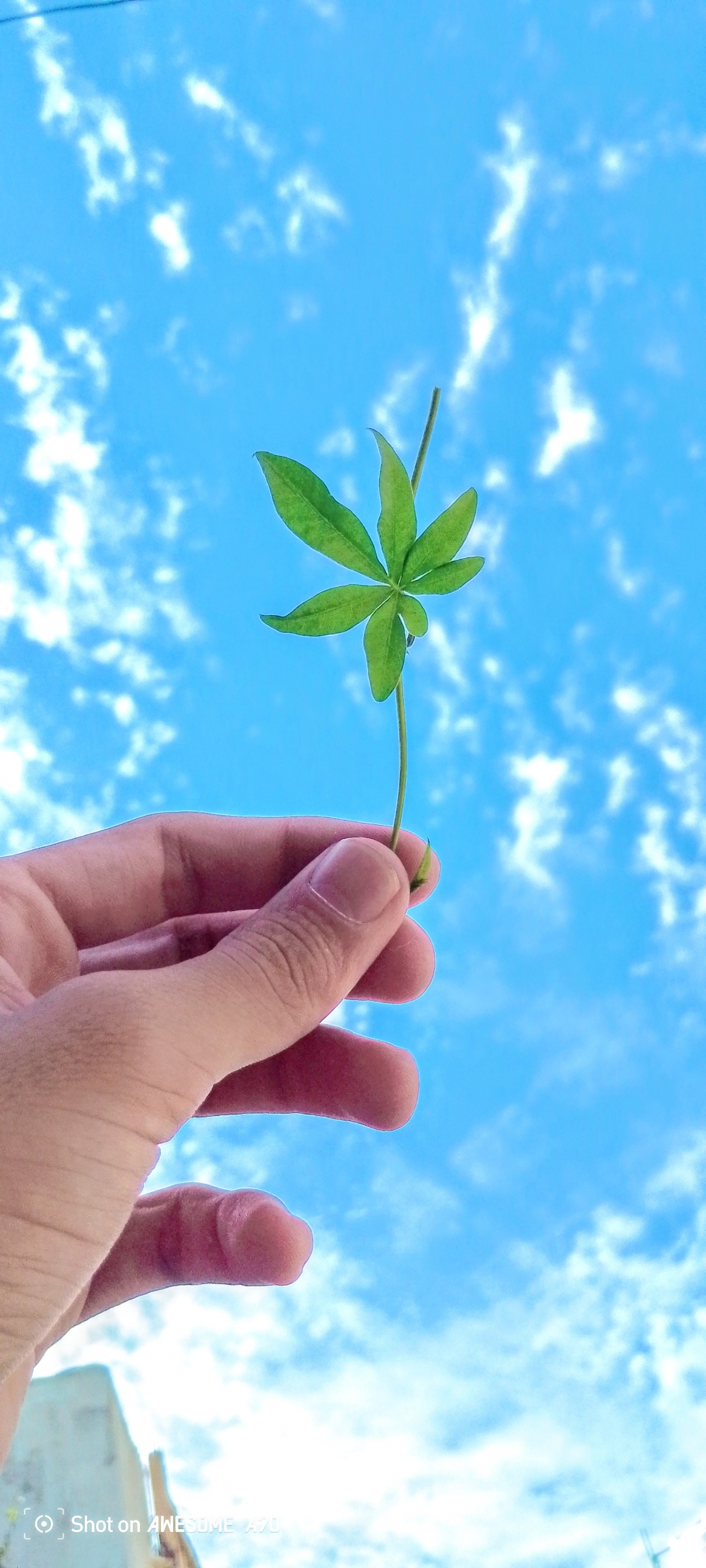 Beautiful fllower, Photography, summer tirathgarh waterfall waterfalls indianwaterfall  nationalpark kangervalleynationalpark Raipur CG forest HD wallpaper view kangervalley tirathgarh waterfall waterfalls jungle Bastar Chhattisgarh photosoftheday photo gallery wallpaper view kangervalley instapicture instagood viralpic, 