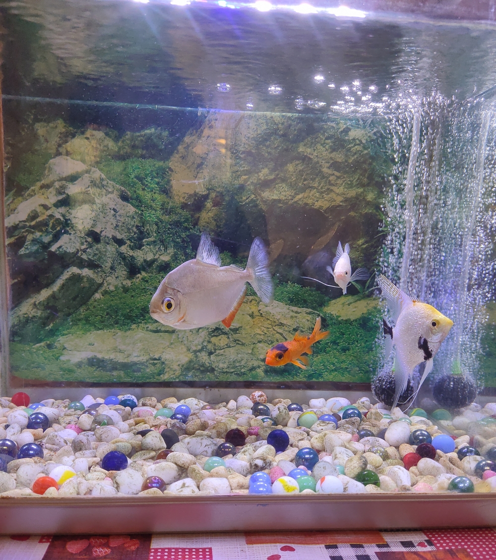 Aquarium fishes, fishtank, fish, aquarium, hobby, aquascape