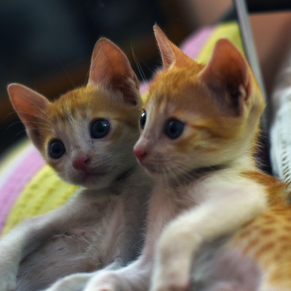 Cuteness, Cat lover