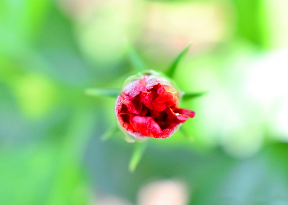 flower, Flower, Red, natural, Photography, 