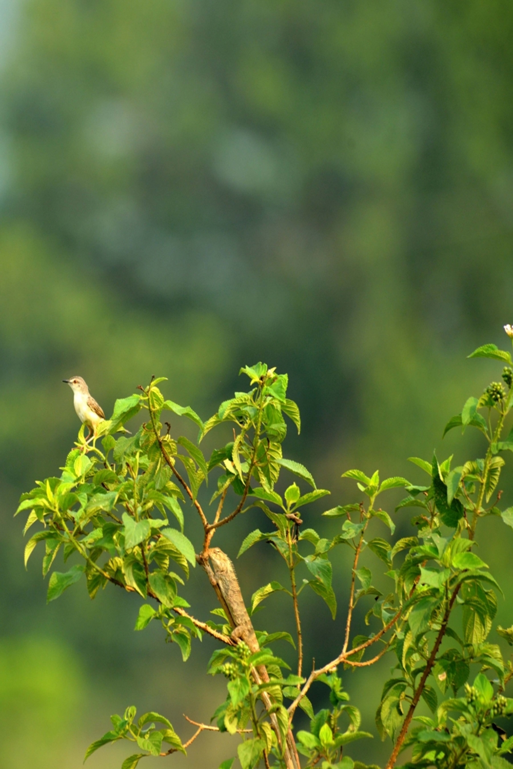 bird in nature, #nature#bird#nikon