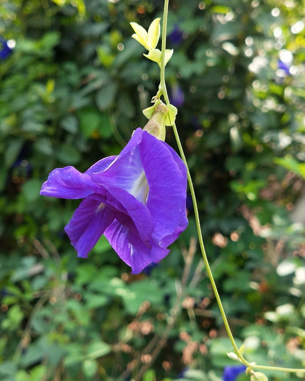 Flowers , #Flowers #Emptytree #ToughSun, 
