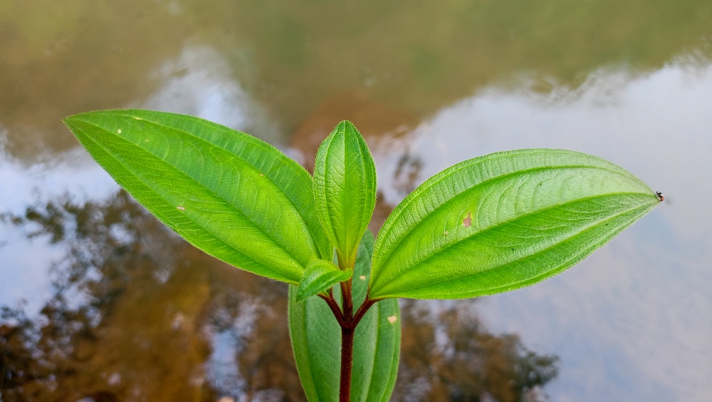 Green Leaf 1, nature landscape background sunrays hdclicks nikongair lake reflection photos Bastar chhatishgarh sky clouds photooftheday naturephotography, wildlife HD wallpaper background picture wild animals Nature Photography tree spoteddave indianbird bastar munnabaghelphotography potooftheday Dave nationalpark kvnp forest jungle kangervalleynationalpark jagdalpur awesome birdphotography photosofbird nature gochhatishgarh chhatishgarh photo, summer tirathgarh waterfall waterfalls indianwaterfall  nationalpark kangervalleynationalpark Raipur CG forest HD wallpaper view kangervalley tirathgarh waterfall waterfalls jungle Bastar Chhattisgarh photosoftheday photo gallery wallpaper view kangervalley instapicture instagood viralpic, #nature #photography #love #instagood #photooftheday #travel #sky #beautiful #art #naturephotography #like #landscape #sunset #photo #picoftheday #instagram #sun #beach #life #winter #sea #fun #cute #clouds #happy #naturelovers #summer #bhfyp, 