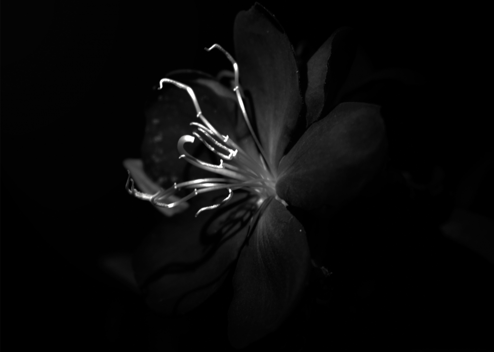 flower, black and white photography, Flower, black, Photography, 