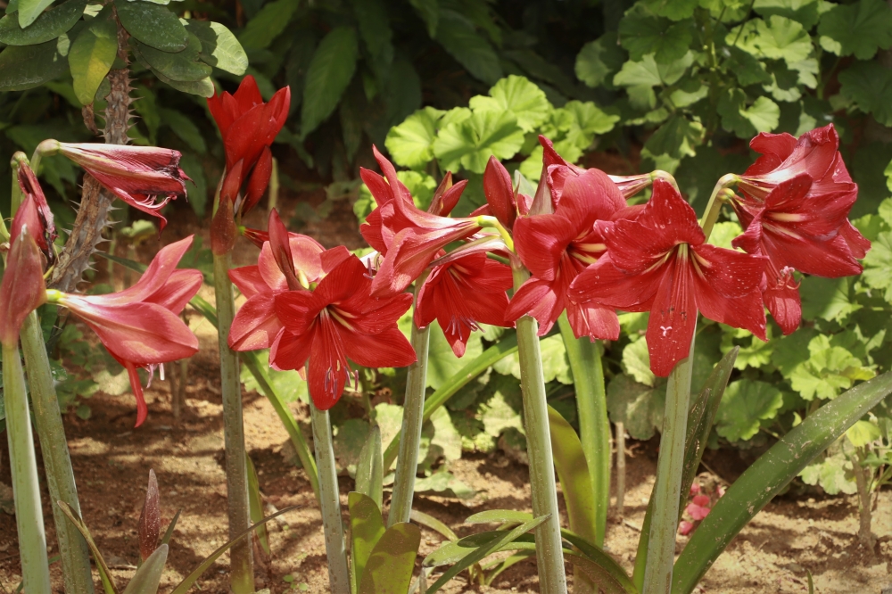 Colorful red flowers, Flowers, red, group, lovely attractive