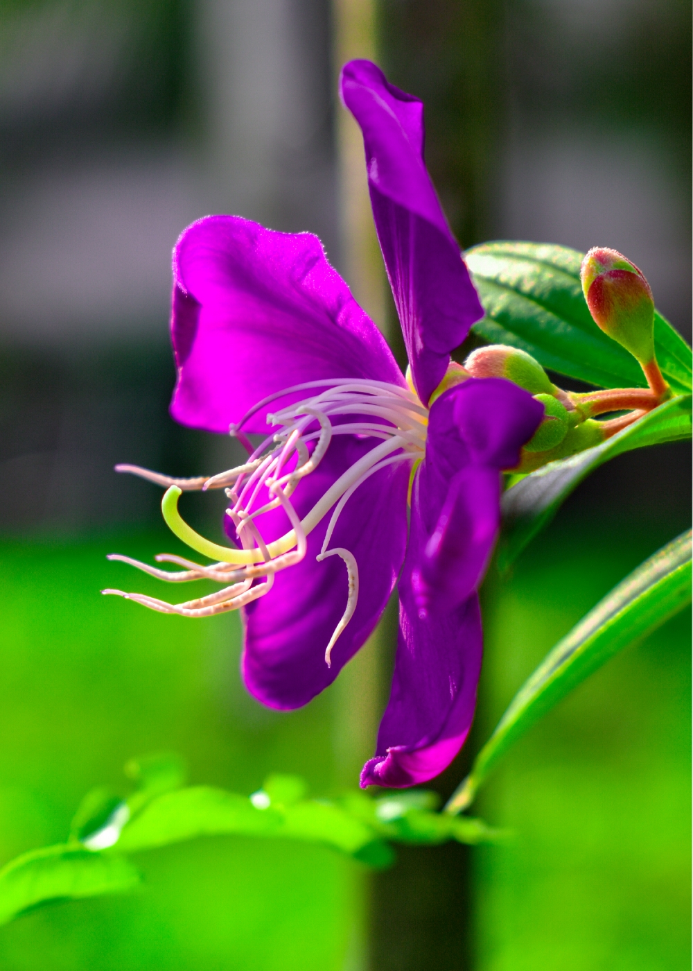 flower, Flower, Purple Flower, natural, Photography, 
