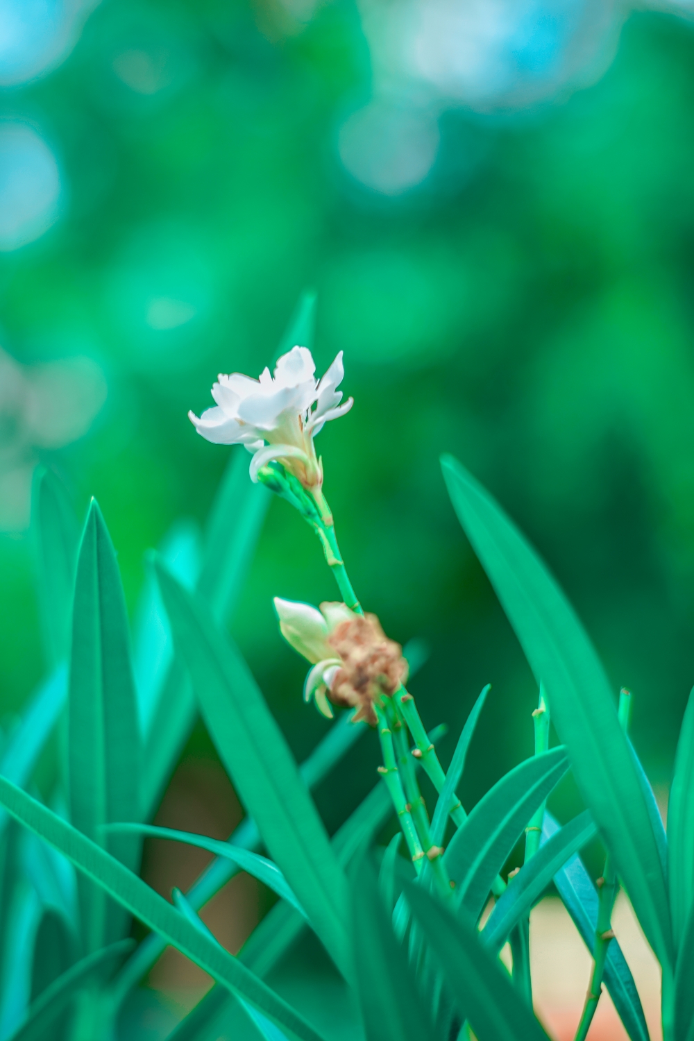 Flower Click, natural, #nature #photography #love #instagood #photooftheday #travel #sky #beautiful #art #naturephotography #like #landscape #sunset #photo #picoftheday #instagram #sun #beach #life #winter #sea #fun #cute #clouds #happy #naturelovers #summer #bhfyp, 