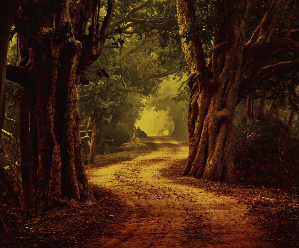 golden way, #nature #photography #love #instagood #photooftheday #travel #sky #beautiful #art #naturephotography #like #landscape #sunset #photo #picoftheday #instagram #sun #beach #life #winter #sea #fun #cute #clouds #happy #naturelovers #summer #bhfyp, 