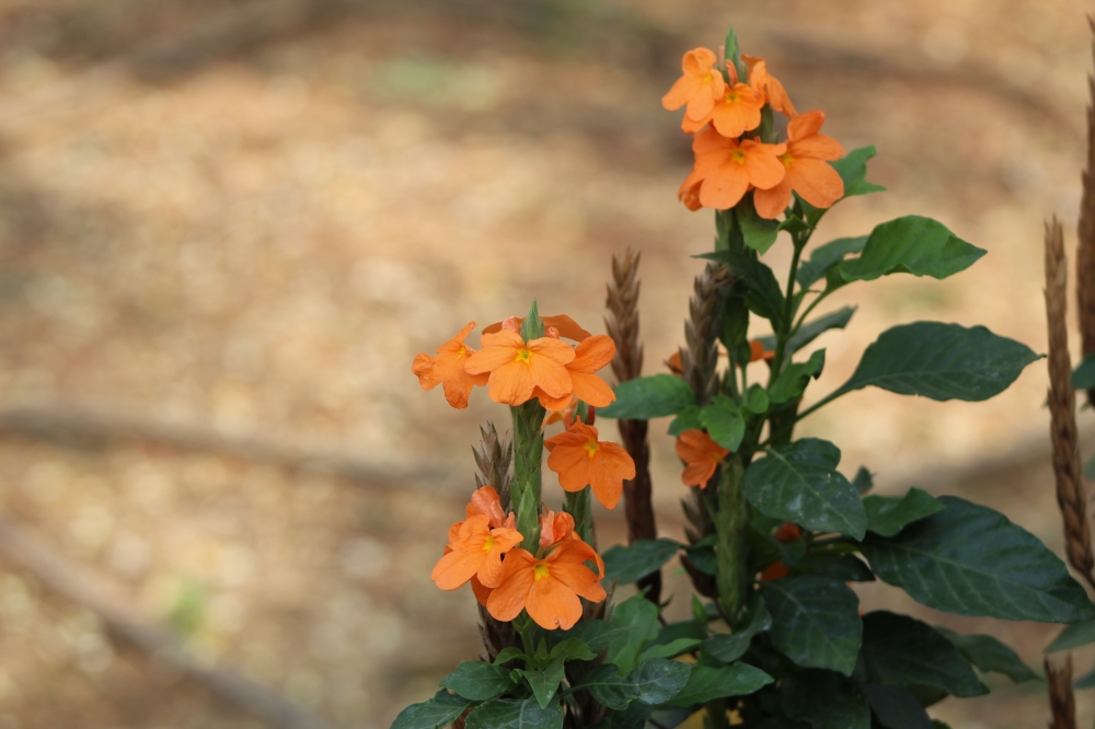 Flowers, Facing sky upwards
