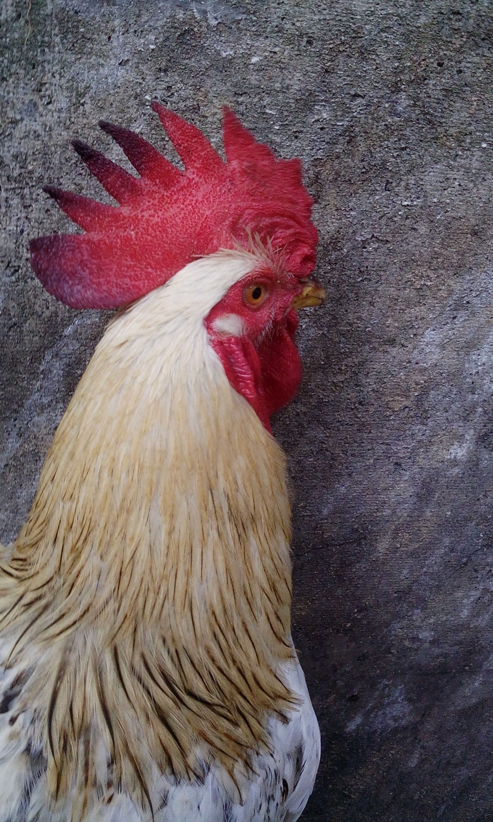 chanticleer, #chanticleer#red#birds#mobile_photography#macro_photography #clik#pose#right#look#