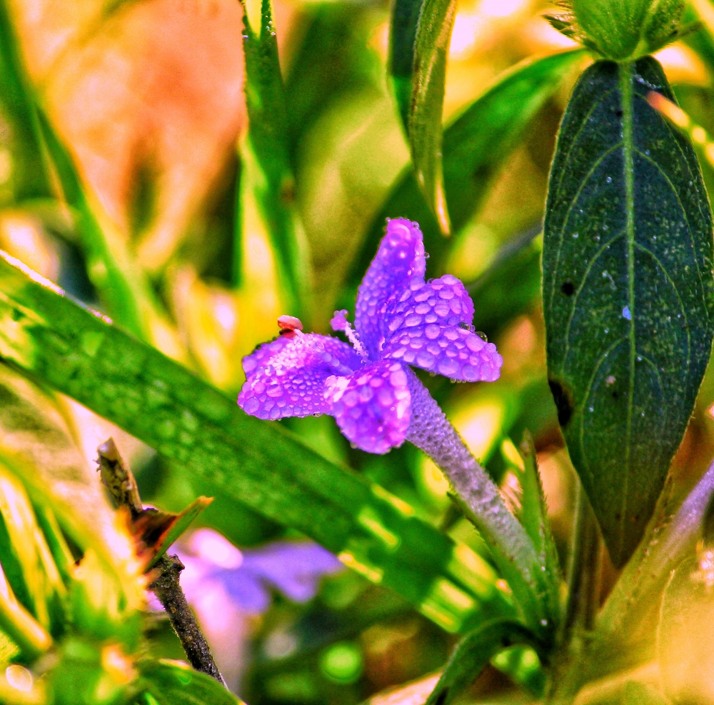 Grass flower, Purple Flower, #Nature #background #wallpaper #hdclicks #fullHD#fksayyad @f.k.sayyad, #flower #rose #natural #beautiful #water_drop  #mobile_photography, 