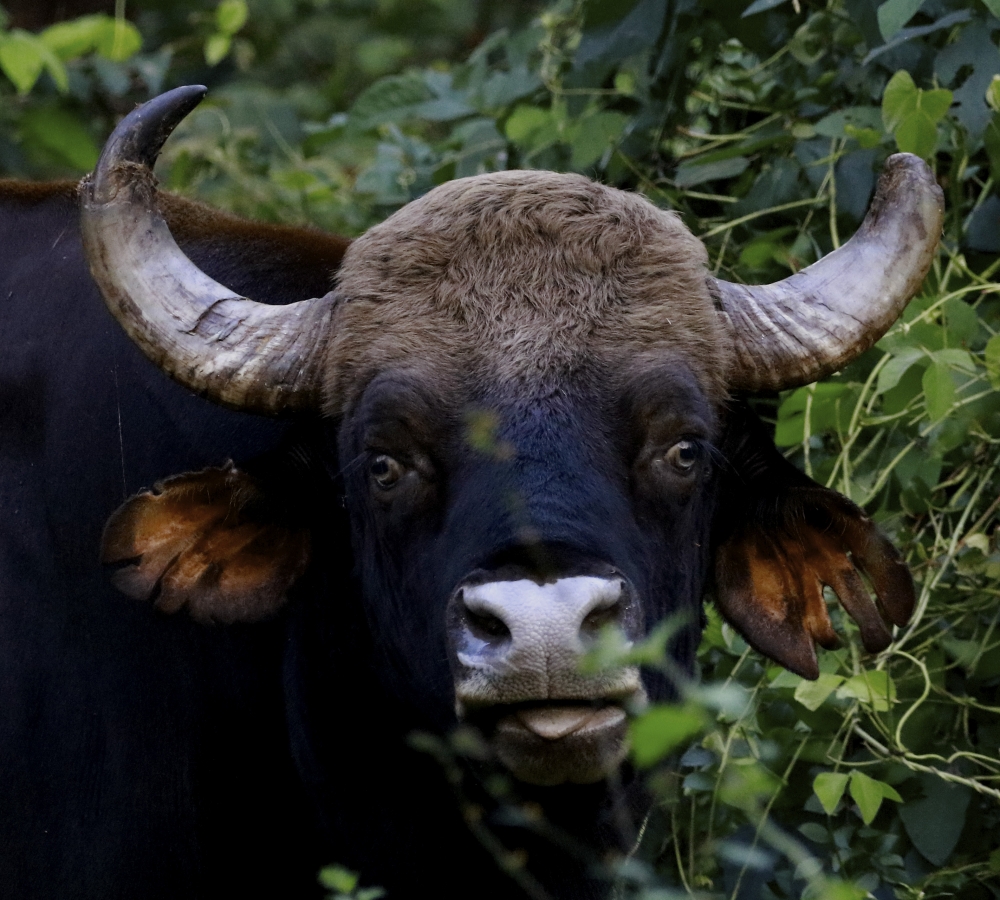 The Giant, intothewild, nature, wildlife, wildlifephotography, mammal, forest, gaur