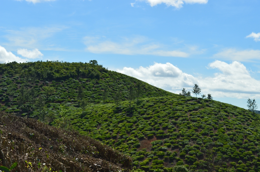 Tea Garden , Nature, landscape, Tea Plant, tea garden, Green Field, greenery, Sky, Blue sky, Clouds, mountains, Green valley, 