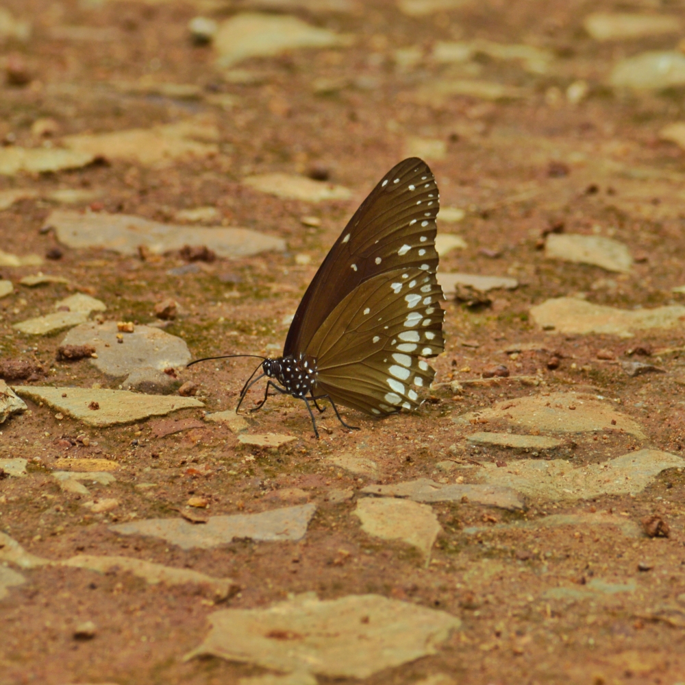 common crow butterfly , common crow butterfly , kangervalleynationalpark, jagdalpur, #nature #wallpaper #HD #stock #landscapes# stone#reflection#wild #forest #nationalpark, #nature #chitrakhotwaterfall #landscape #HD #wallpaper #background #picture #chitrakhot #Bastar #Munn baghelPhotography, 