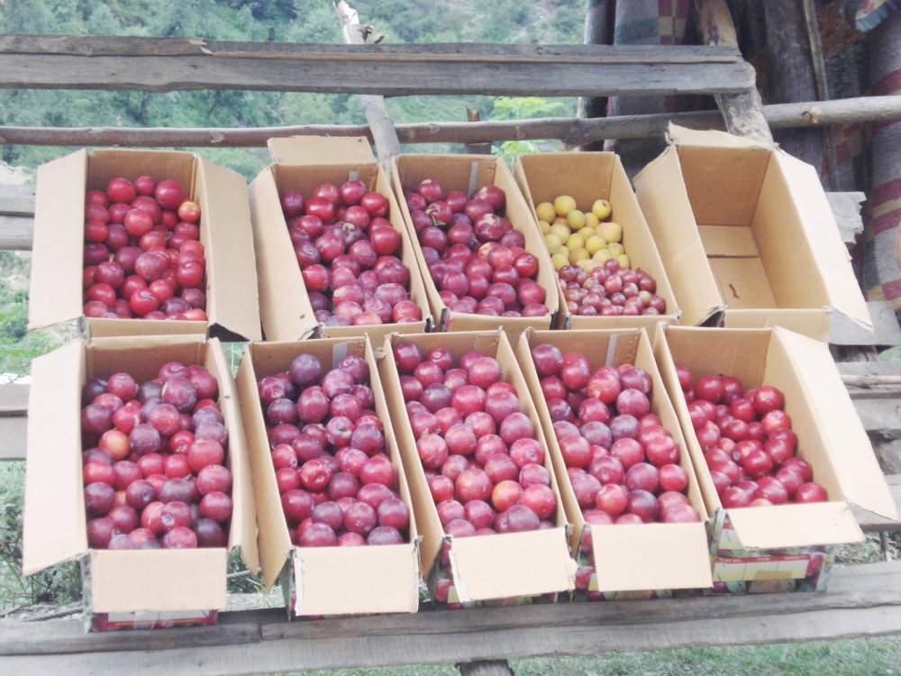 Plum, plum food