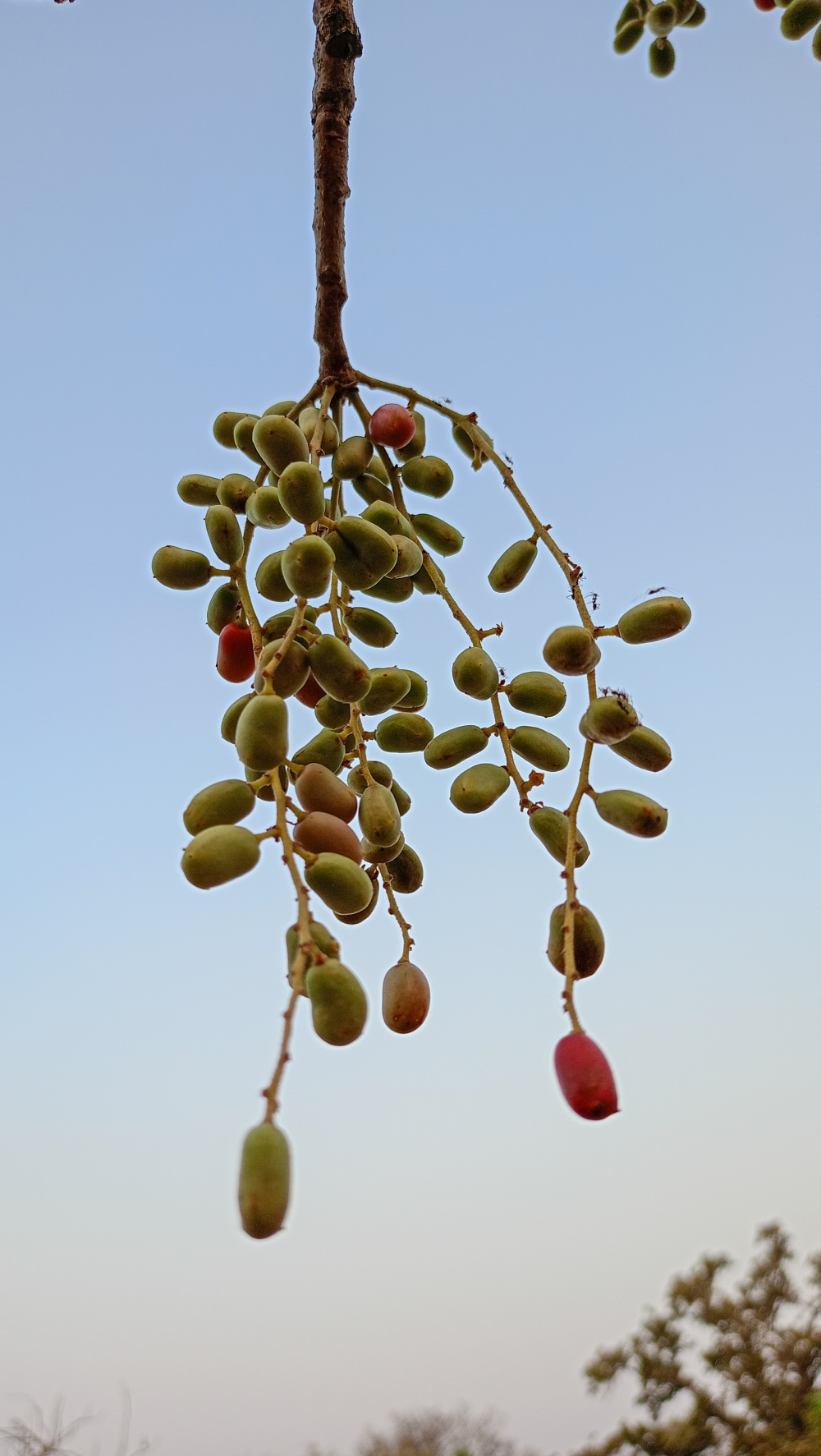 Wild fruit 2, Wild fruit, nature landscape background sunrays hdclicks nikongair lake reflection photos Bastar chhatishgarh sky clouds photooftheday naturephotography, morningrays nature forest jungle munnabaghelphotography kvnp nationalpark bastar kangervalleynationalpark jagdalpur explore landscape gochhatishgarh bastarpicture photooftheday tree green wild Hill, summer tirathgarh waterfall waterfalls indianwaterfall  nationalpark kangervalleynationalpark Raipur CG forest HD wallpaper view kangervalley tirathgarh waterfall waterfalls jungle Bastar Chhattisgarh photosoftheday photo gallery wallpaper view kangervalley instapicture instagood viralpic, #nature #photography #love #instagood #photooftheday #travel #sky #beautiful #art #naturephotography #like #landscape #sunset #photo #picoftheday #instagram #sun #beach #life #winter #sea #fun #cute #clouds #happy #naturelovers #summer #bhfyp, 