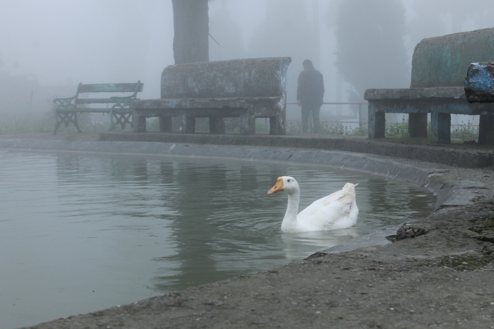 The fog, duck, Fog