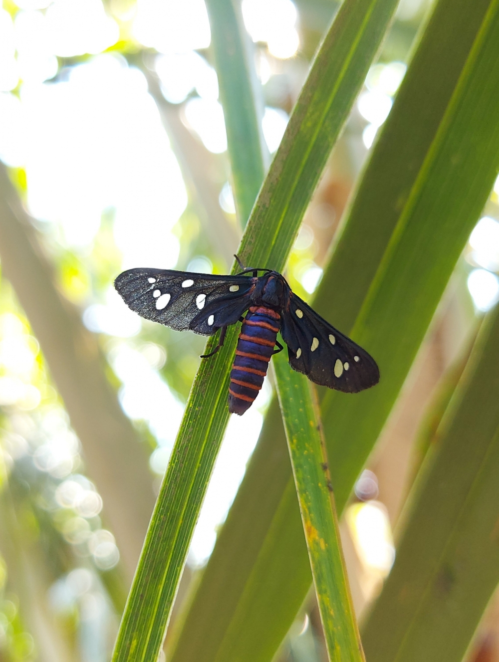 Insects , Insects, flying insects,