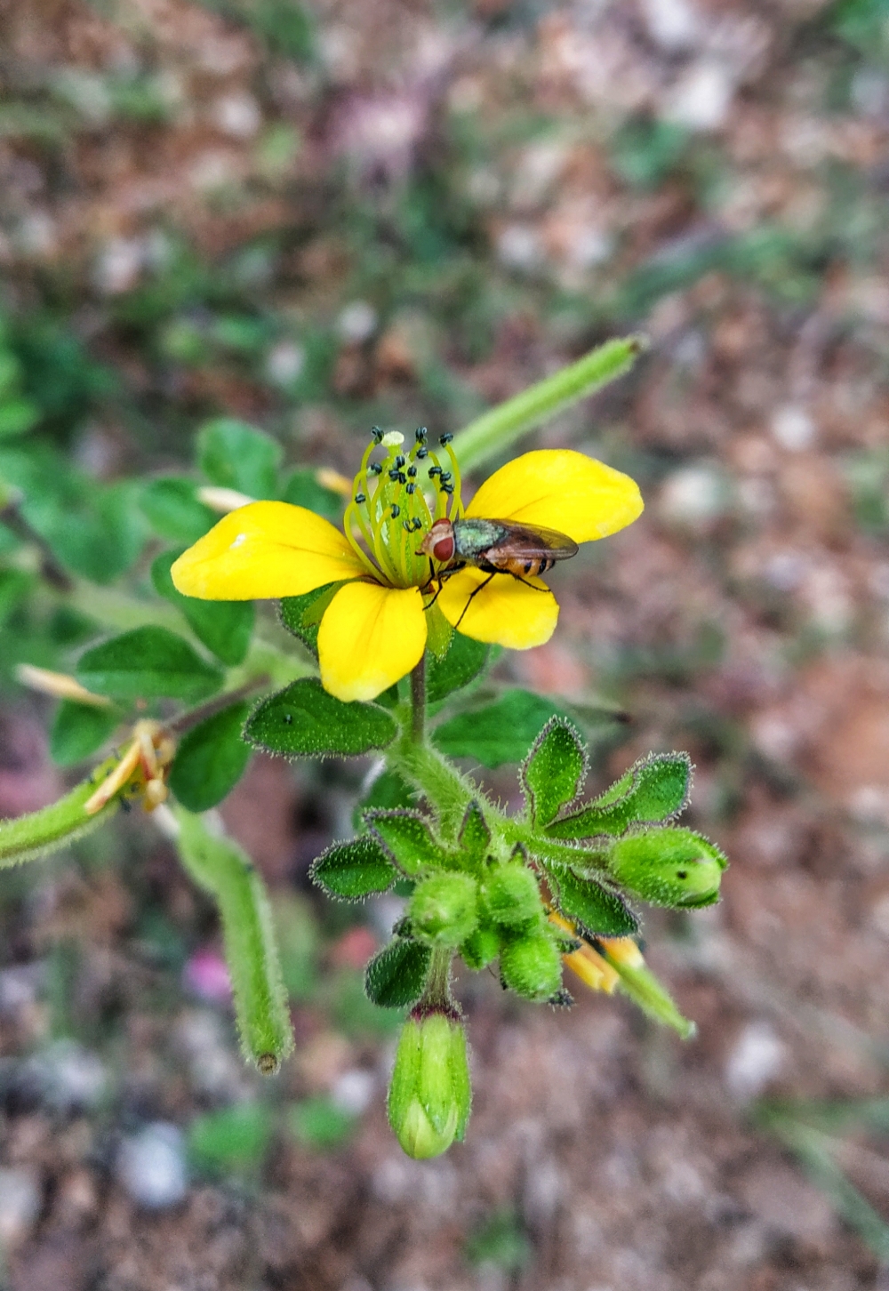 Flower yellow, #flower #rose #natural #beautiful #water_drop  #mobile_photography, 